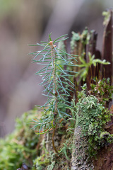 Picea × fennica