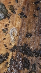 Brachydesmus superus