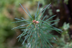 Picea × fennica