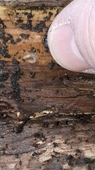 Brachydesmus superus