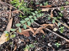 Bossiaea rhombifolia
