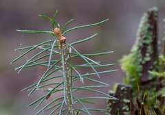 Picea × fennica