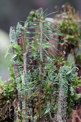 Picea × fennica