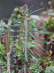 Picea × fennica