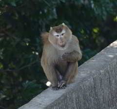 Macaca