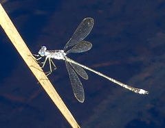 Lestes tridens