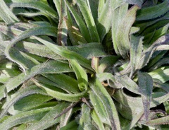 Tradescantia subacaulis