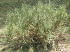 Cytisus oromediterraneus