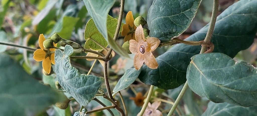 Tutunakanthus