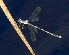 Lestes tridens