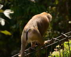 Macaca