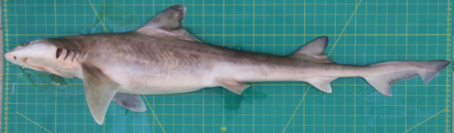 Mustelus mosis observed 2020-02-27