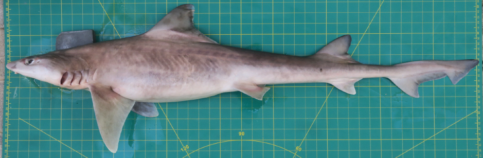 Arabian Smooth-hound