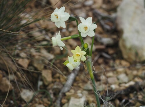 Narcissus dubius, photograph 3