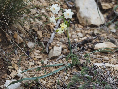 Narcissus dubius, photograph 4