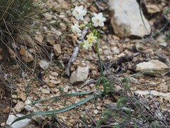 (c) Louis Aureglia, some rights reserved (CC BY) Narcissus dubius, photograph (c) Louis Aureglia, some rights reserved (CC BY)