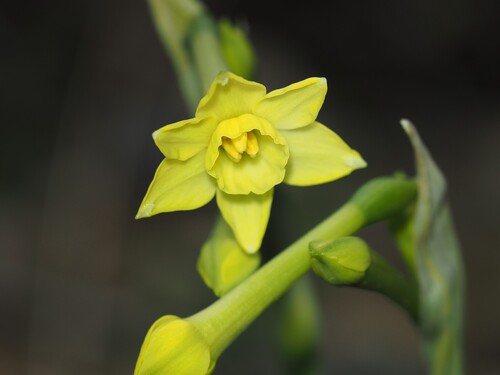 Narcissus dubius (Narcissus dubius)
