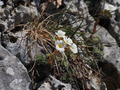 Kabschia saxifrage (Saxifraga marginata)
