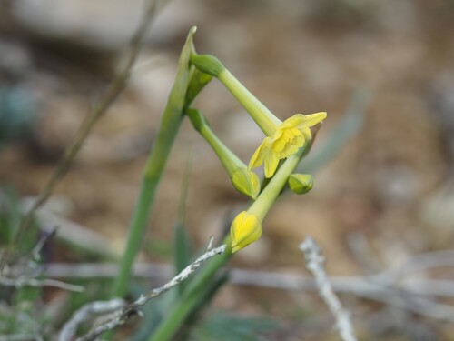 Narcissus dubius, photograph 2