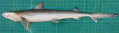 Chaenogaleus macrostoma