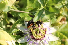 Xylocopa augusti