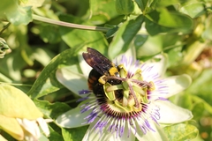 Xylocopa augusti