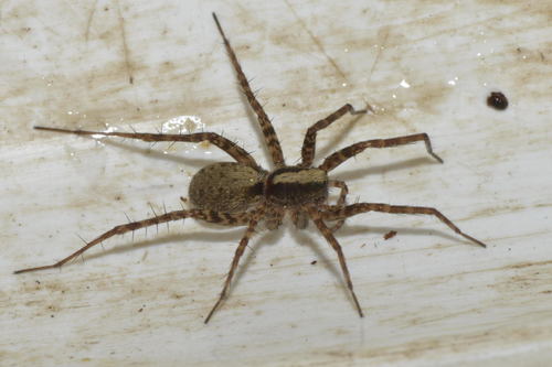 Pardosa saltans
