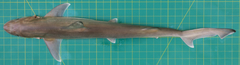 Chaenogaleus macrostoma