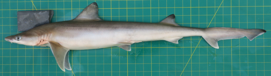 Chaenogaleus