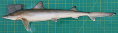 Chaenogaleus macrostoma