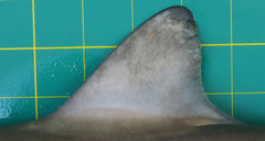 Chaenogaleus macrostoma