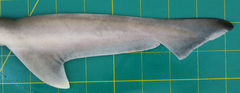 Chaenogaleus macrostoma