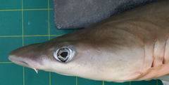 Chaenogaleus macrostoma