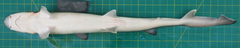 Chaenogaleus macrostoma