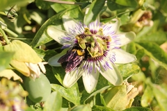 Xylocopa augusti