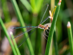 Lestes plagiatus