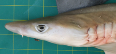 Chaenogaleus macrostoma