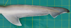 Chaenogaleus macrostoma