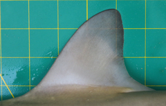 Chaenogaleus macrostoma