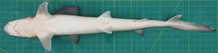 Chaenogaleus macrostoma