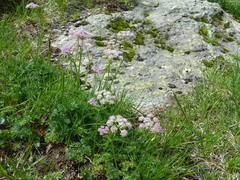 Mutellina purpurea