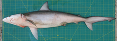 Carcharhinus macloti
