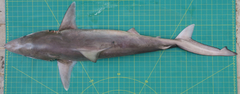 Carcharhinus macloti