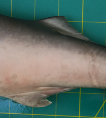 Carcharhinus macloti