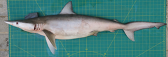 Carcharhinus macloti