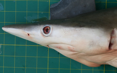 Carcharhinus macloti