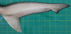 Carcharhinus macloti