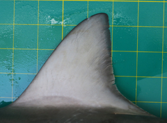 Carcharhinus macloti