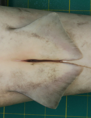 Carcharhinus macloti