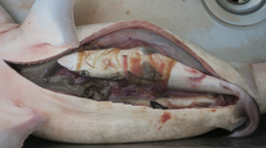 Carcharhinus macloti